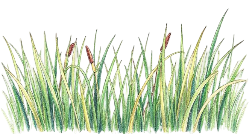 grass